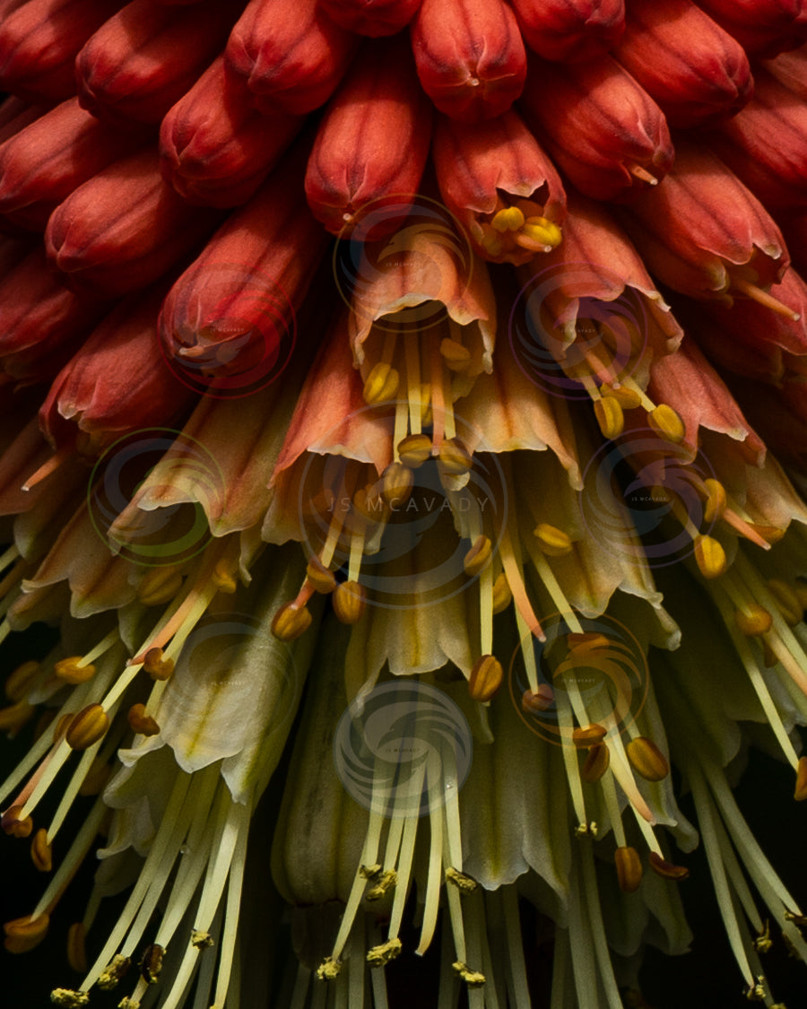 Gros plan sur une plante colorée