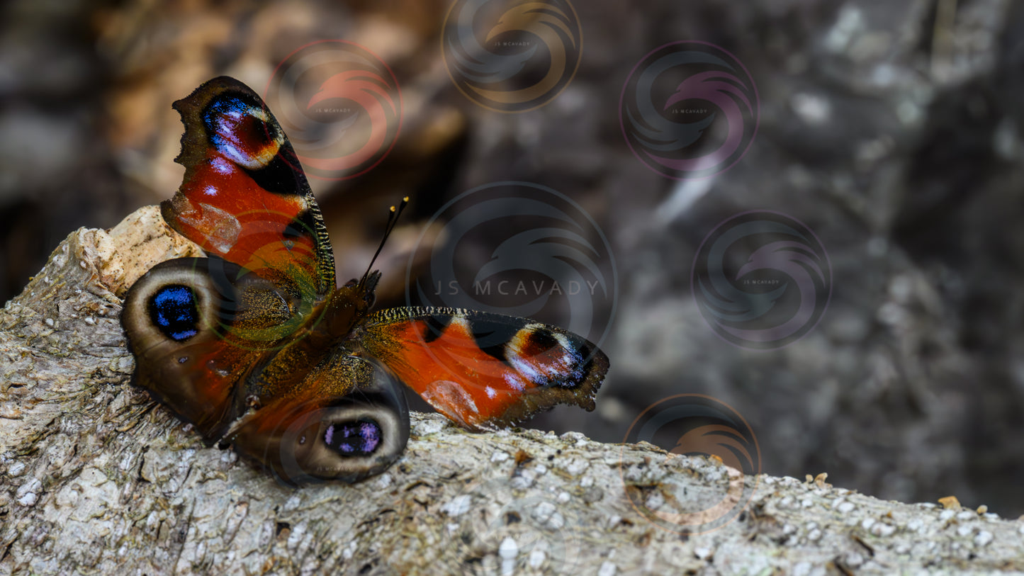 Butterfly with open wings image